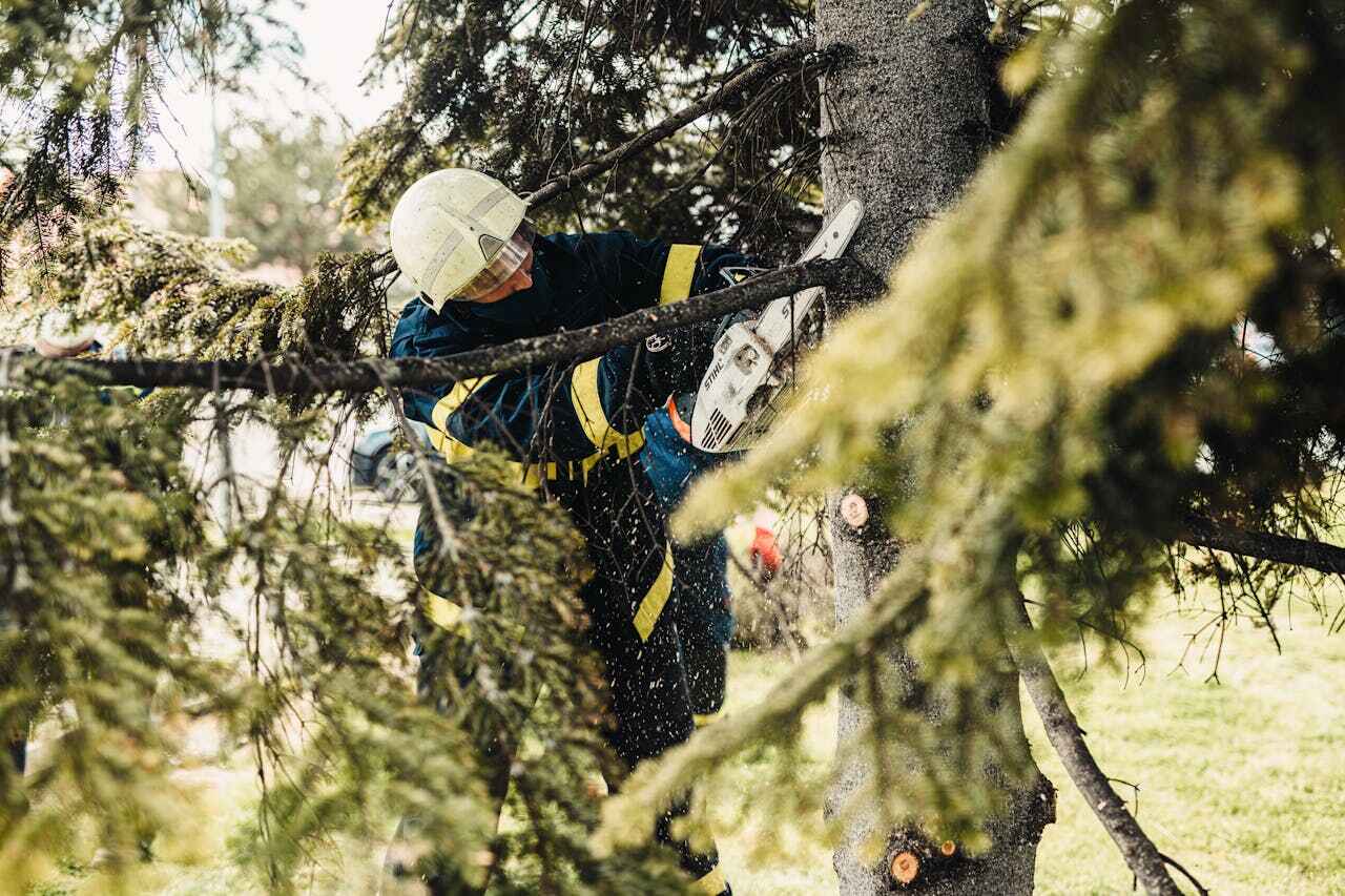 Residential Tree Removal in Charleston, MO